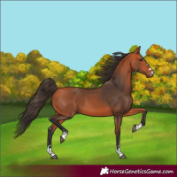 Horse Color:Bay 