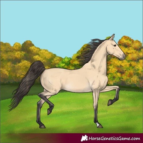 Horse Color:Buckskin 