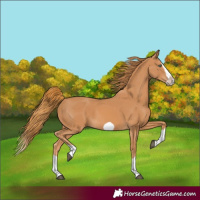 Horse Color:Chestnut Splash Frame 