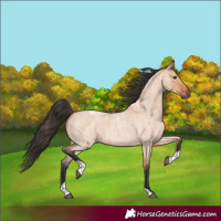 Horse Color:Bay Roan Dun Tobiano 