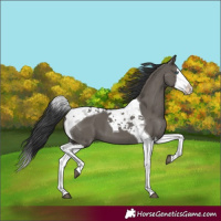 Horse Color:Grullo Splash Tobiano