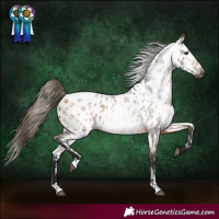 Horse Color:Gray Buckskin Roan Appaloosa 