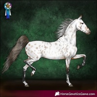 Horse Color:Gray Buckskin Roan Appaloosa 