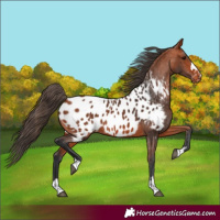 Horse Color:Bay Appaloosa