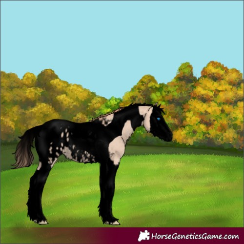 Horse Color:Void Gold Champagne Dun Splash Tobiano Appaloosa Rabicano