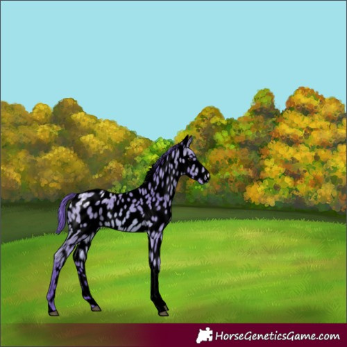 Horse Color:Void Watercolor Bay Ice Tobiano Appaloosa Rabicano 