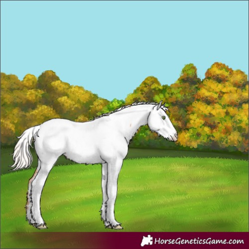 Horse Color:Silver Amber Champagne Ice Tobiano Appaloosa Rabicano