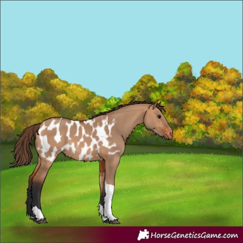 Horse Color:Bay Dun Tobiano Appaloosa Rabicano