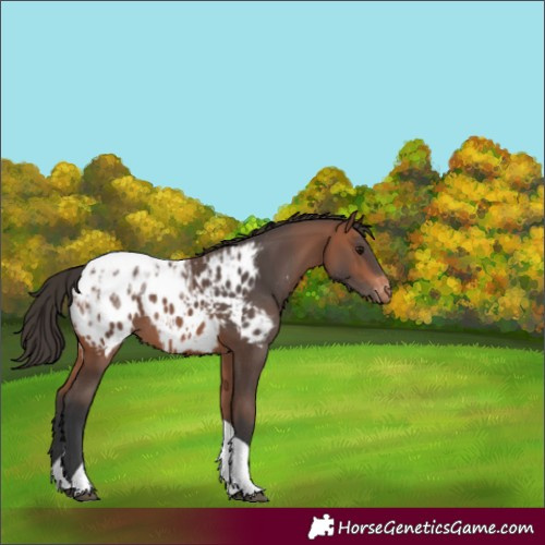 Horse Color:Bay Ice Tobiano Appaloosa Rabicano 