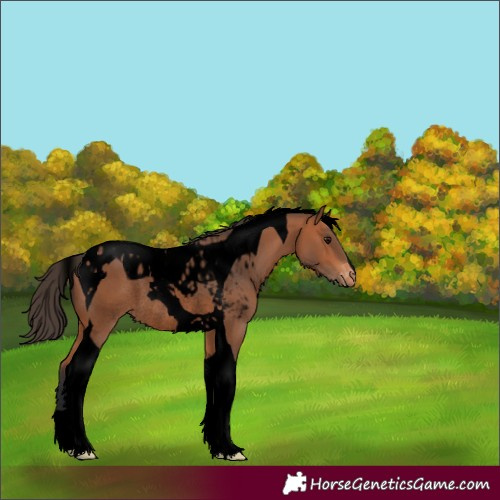 Horse Color:Void Bay Tobiano Skewed LP Spotted Rabicano