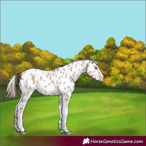 Horse Color:Amber Champagne Dun Tobiano Skewed Appaloosa Rabicano 