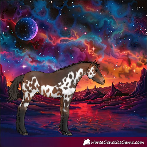 Horse Color:Bay Skewed Appaloosa 