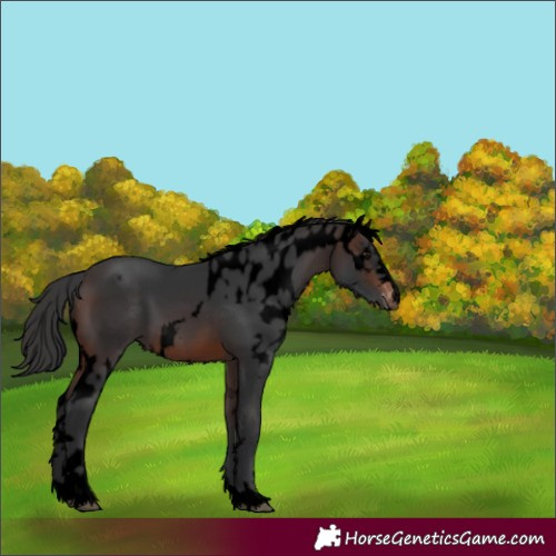 Horse Color:Void Brown Skewed Appaloosa 