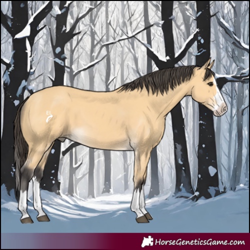 Horse Color:Buckskin Splash