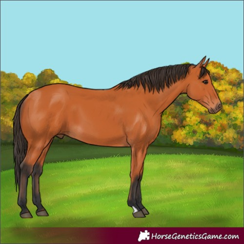 Horse Color:Bay 