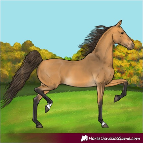 Horse Color:Buckskin 
