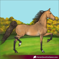 Horse Color:Buckskin