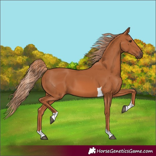 Horse Color:Chestnut Tobiano 