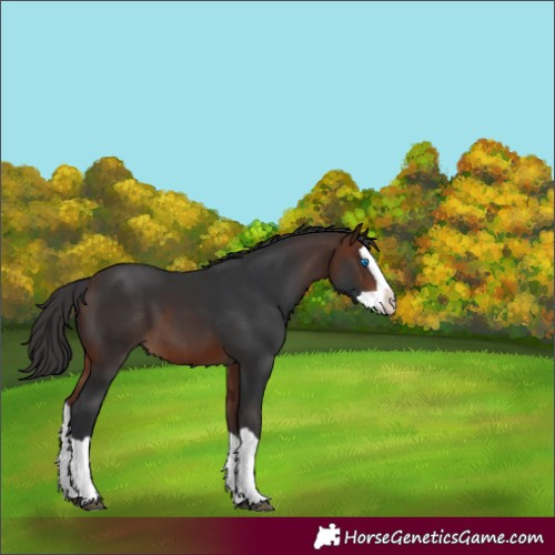 Horse Color:Bay Splash