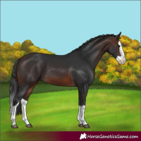 Horse Color:Brown Splash 