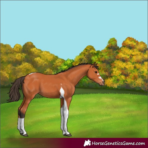 Horse Color:Bay Tobiano 