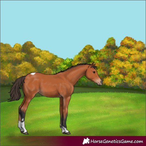 Horse Color:Bay Tobiano 