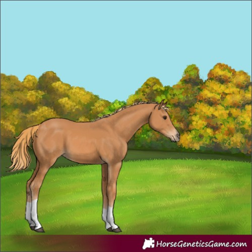 Horse Color:Chestnut Tobiano