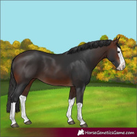Horse Color:Brown Splash 