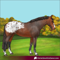 Horse Color:Bay Appaloosa
