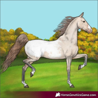 Horse Color:Bay Dun Appaloosa