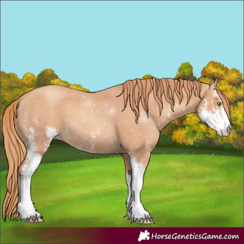 Horse Color:Gold Champagne Sabino 