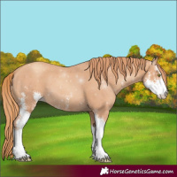 Horse Color:Gold Champagne Sabino 