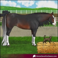 Horse Color:Brown Splash