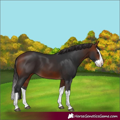 Horse Color:Bay Splash 
