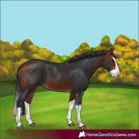 Horse Color:Bay Splash 