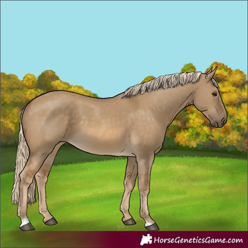 Horse Color:Chocolate Palomino Dun