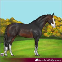 Horse Color:Brown Splash