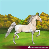Horse Color:Gray Silver Amber Cream Champagne Roan Dun Splash Tobiano Frame Appaloosa Rabicano 