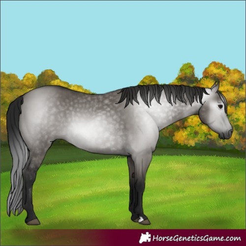Horse Color:Gray Smoky Grullo 