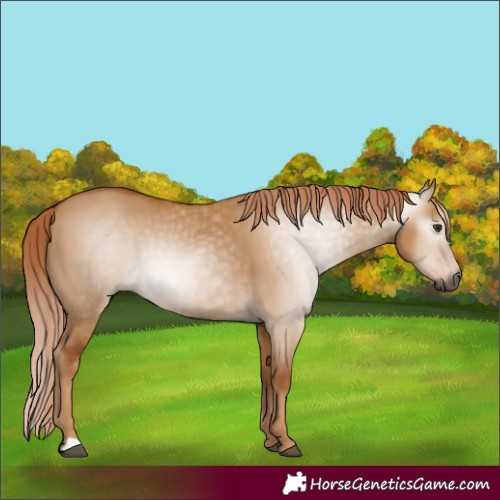 Horse Color:Gray Red Dun 