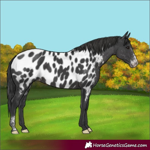 Horse Color:Black Sabino Appaloosa Rabicano 