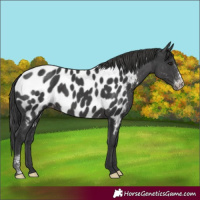 Horse Color:Black Sabino Near Leopard Rabicano