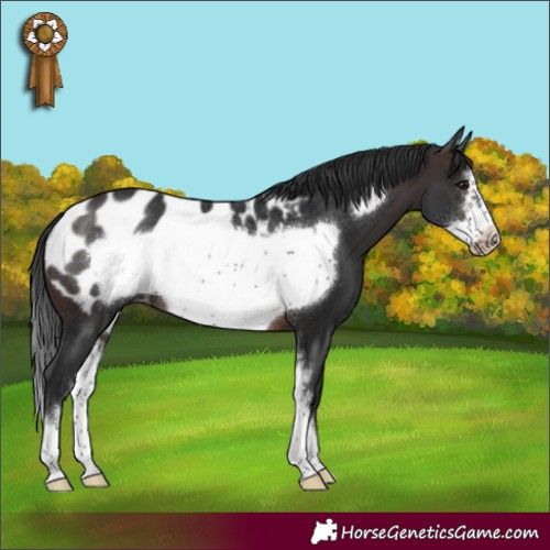 Horse Color:Brown Sabino Frame Appaloosa Rabicano 