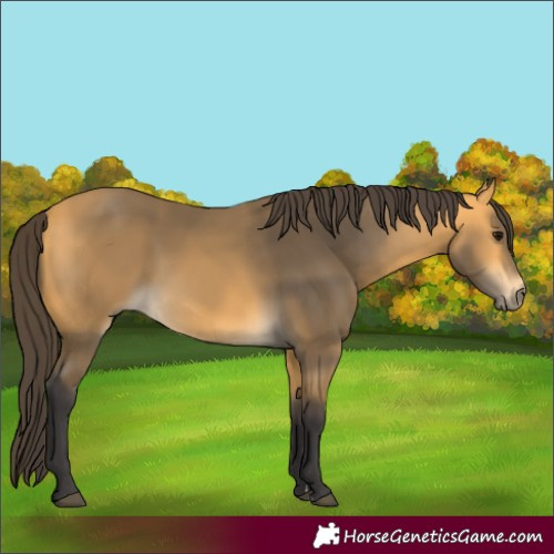 Horse Color:Buckskin 