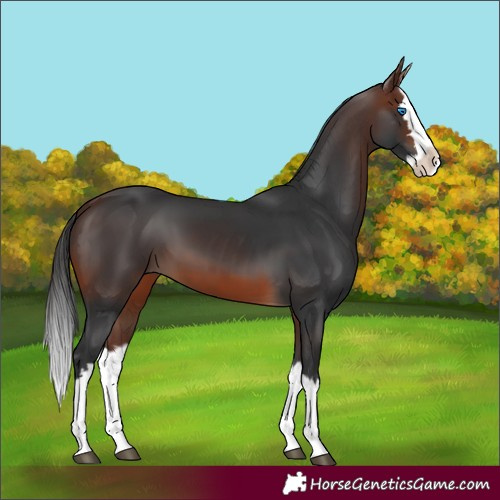 Horse Color:Brown Splash 