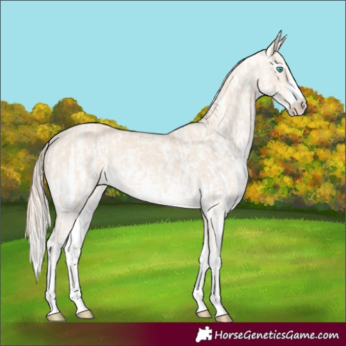 Horse Color:Perlino Sabino and Perlino Sabino Appaloosa