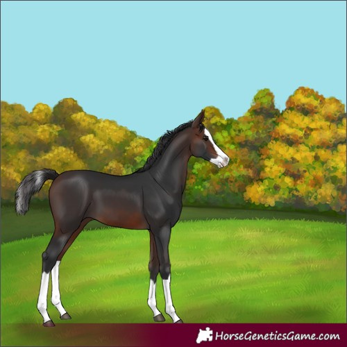 Horse Color:Brown Splash 
