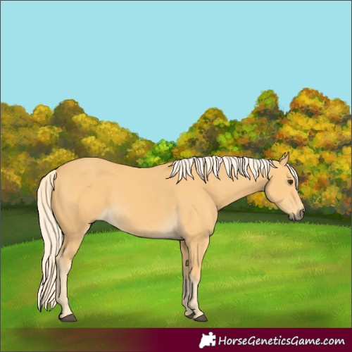 Horse Color:Palomino