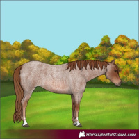 Horse Color:Red Roan 
