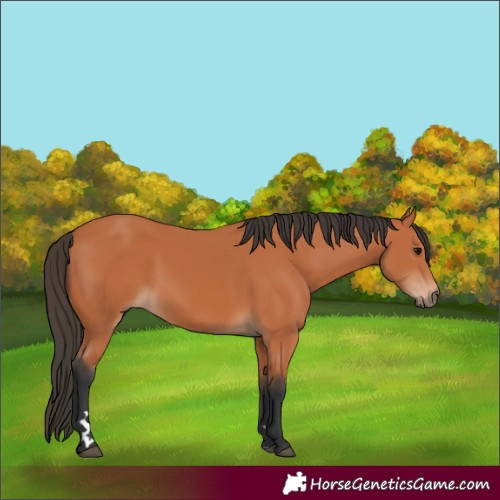 Horse Color:Bay 